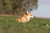 CORGI PEMBROKE 658